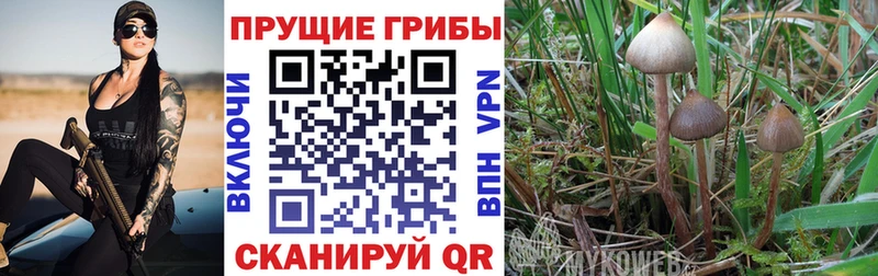 кракен   Карабаново  Псилоцибиновые грибы MAGIC MUSHROOMS 